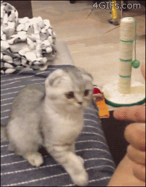 07398957-5CB3-4144-BCA8-51E68F355AC3.gif