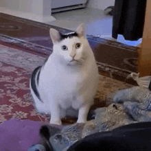 1000015599.gif