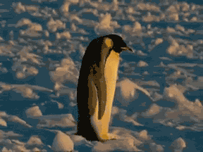 1584060088374.gif