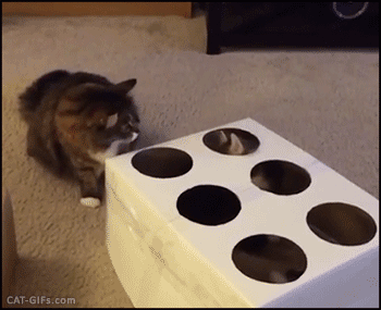 1585888869716.gif