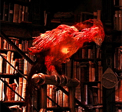 1604555995478.gif