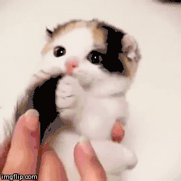 1604950388308.gif