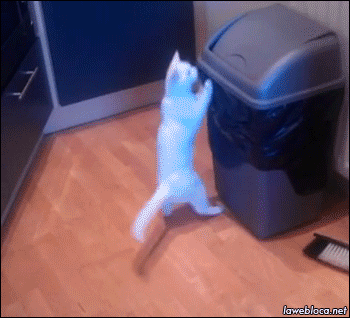 1604950495252.gif