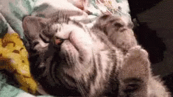 1604950661536.gif