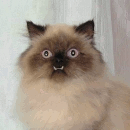 1610221091838.gif