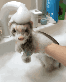 1611888503517.gif