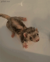 1611888595242.gif