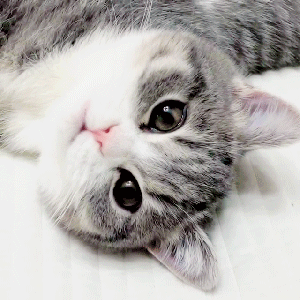 1633454661040.gif