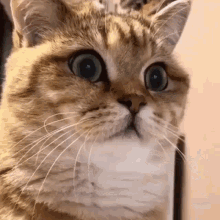 1633903023447.gif