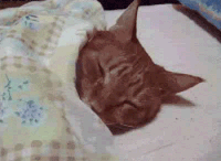 1634161135281.gif