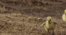 1635116496956.gif