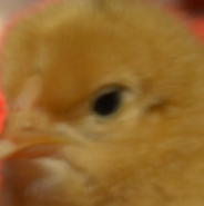 1635574759603.png