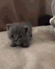 1638746040667.gif