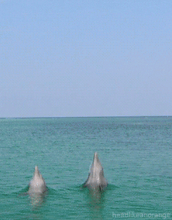 1646058508054.gif