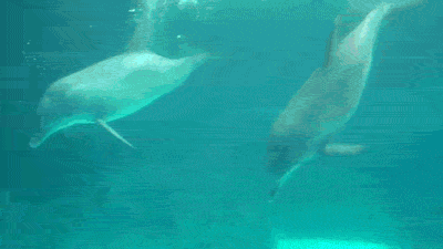 1646138461266.gif