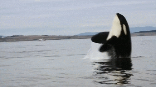 1646744576461.gif