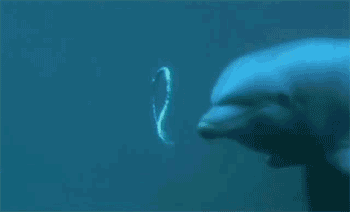 1647762826145.gif