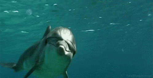 1647939061667.gif