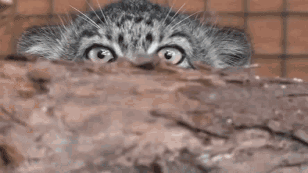 1647972055940.gif