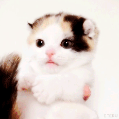 1648404164872.gif