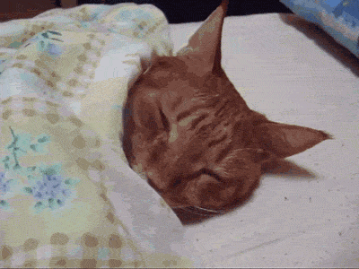 1649263817099.gif