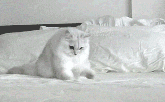 1650519325218.gif