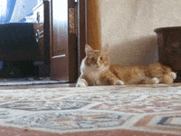 1650584214805.gif