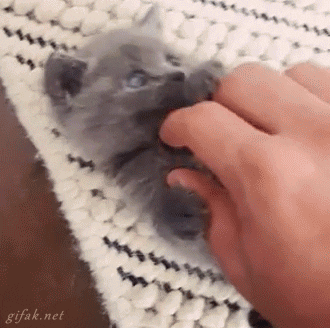 1654851193264.gif