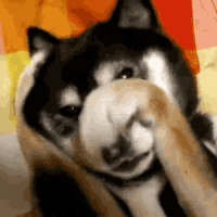 1660367260160.gif
