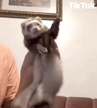 1667273610385.gif