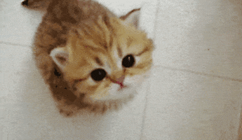 1667344366397.gif