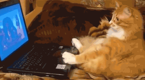 1667765595293.gif