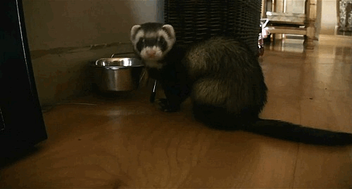 1668312455418.gif