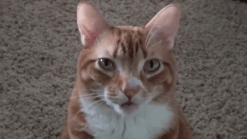 1670537383067.gif
