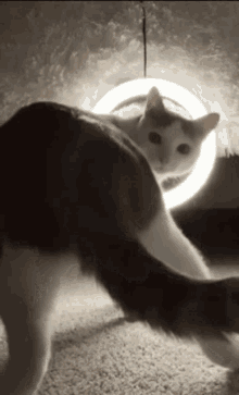 1674176249213.gif