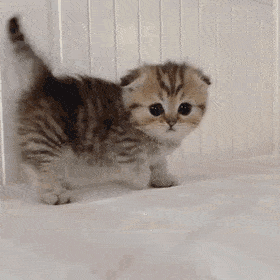 1684037068764.gif
