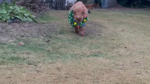 1684385168040.gif