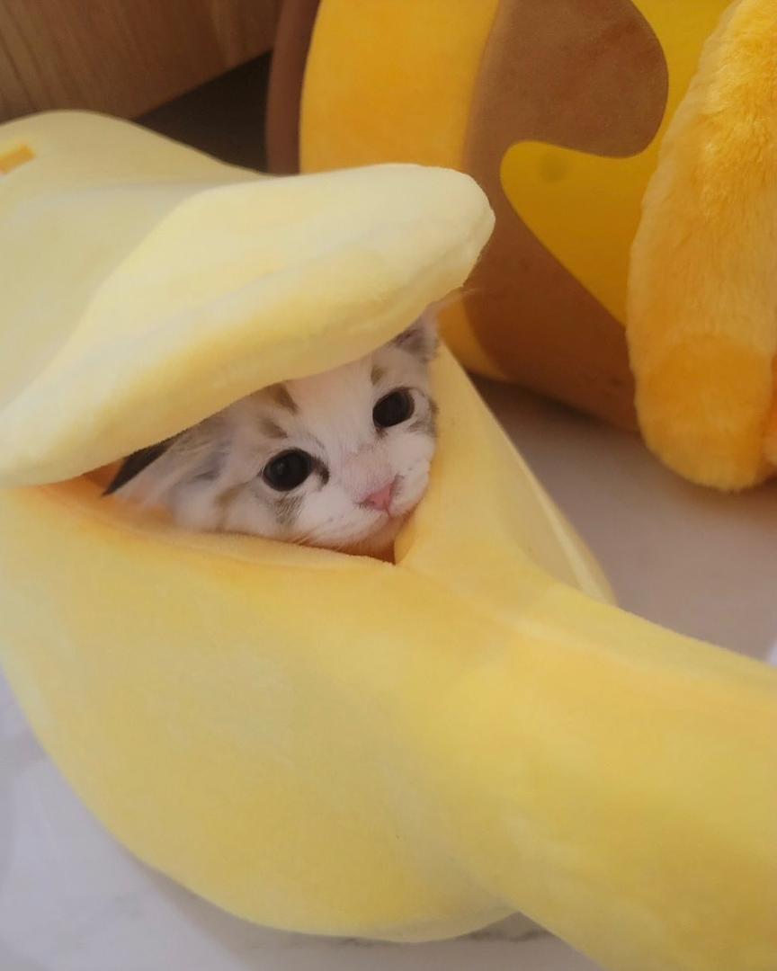 1689038980735.png
