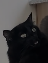1698716316103.png