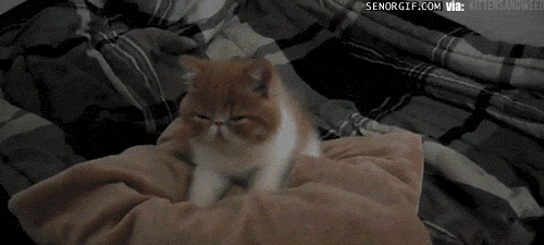 1703034251302.gif