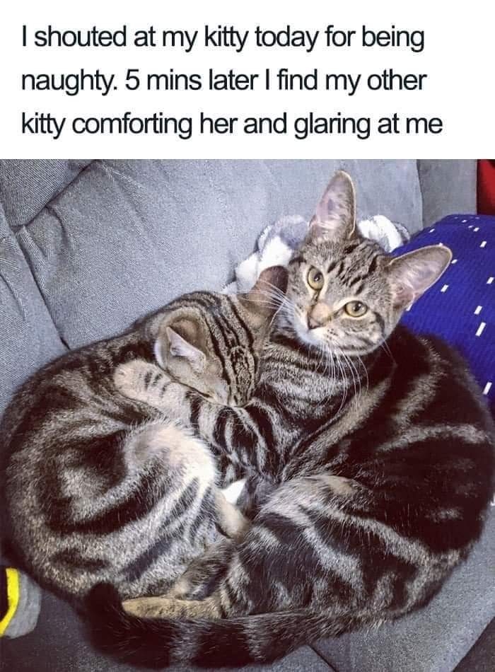1730161606005.jpeg