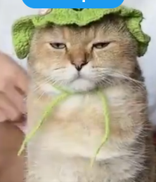 1736014845336.png