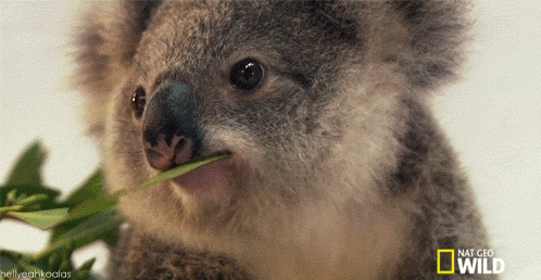 1AE40457-D31D-417B-B914-719A65A89F49.gif