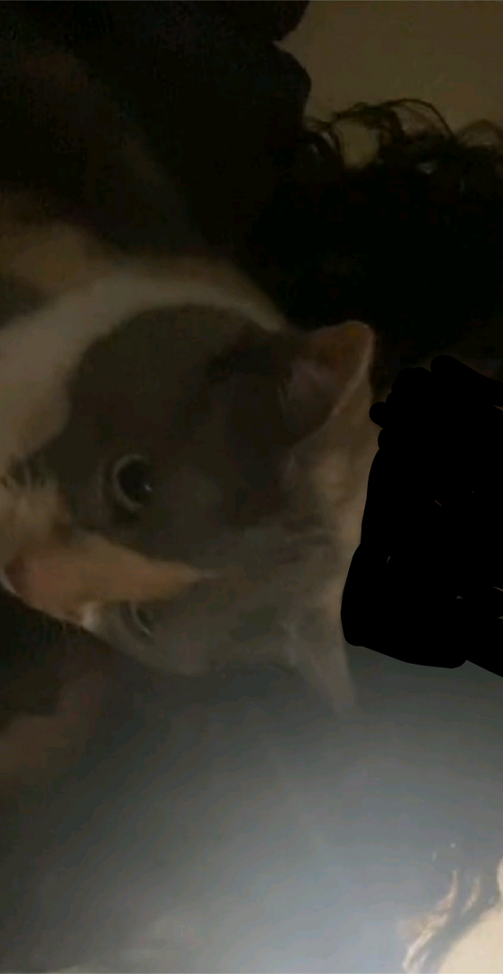 235992002593_SNAPCHAT_iOS.png