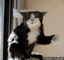 2921E90B-3234-4BF0-B22A-148FD6CEA360.gif