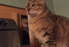 2E8B3FAE-257A-4DF1-9A4E-EE206EDF9A82.gif