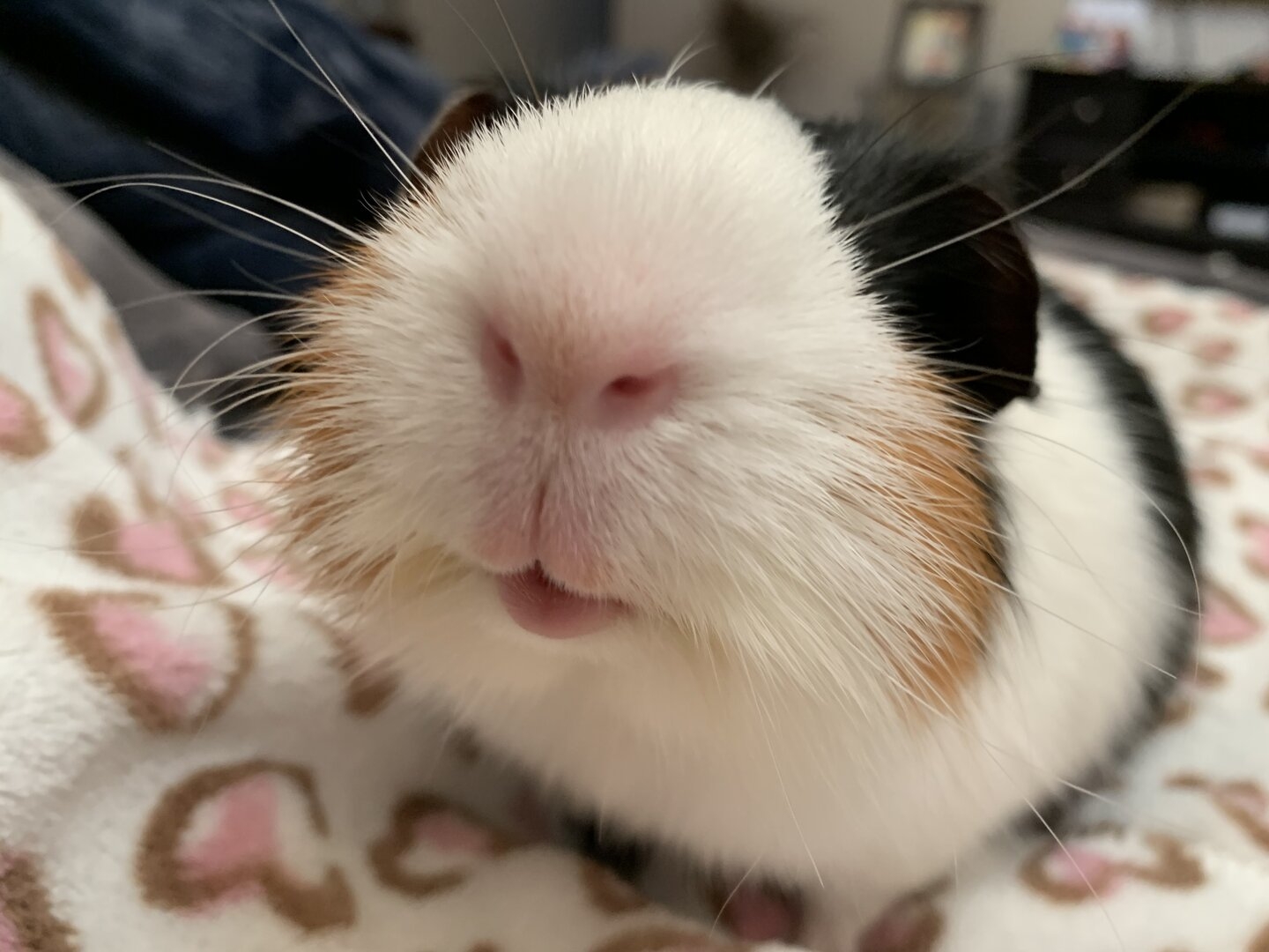 3C934A37-EC24-4DC9-A895-92D6755A3FC8.jpeg
