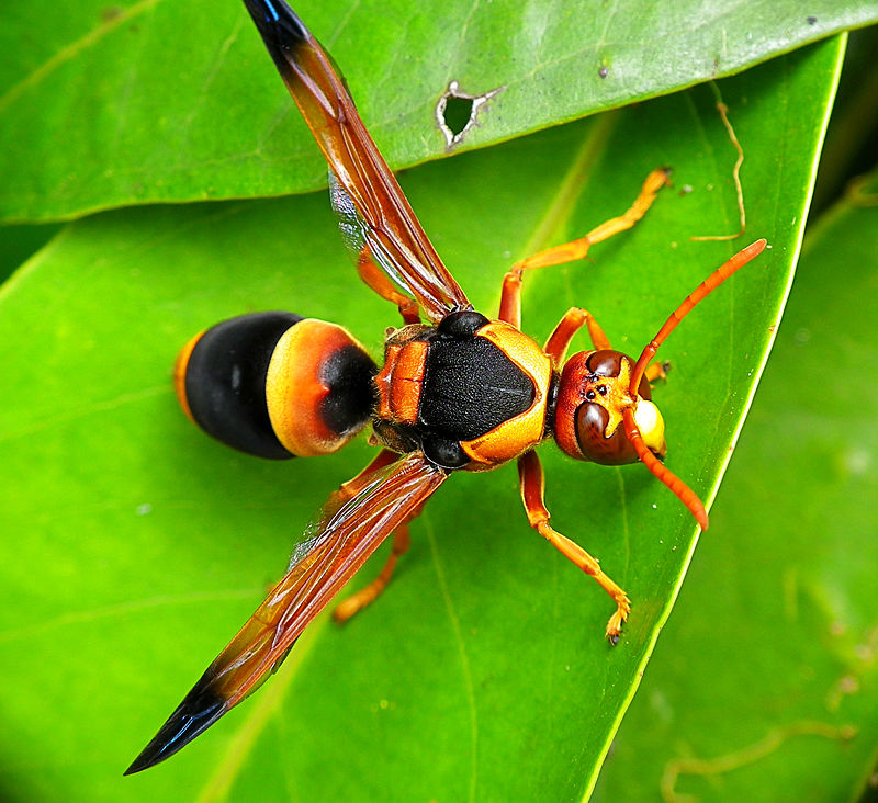 800px-Large_Mud-nest_Wasp_-_Abispa_ephippium.jpg