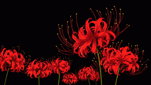 86DF25F7-52EB-4D96-9792-12863CCEFDC2.gif