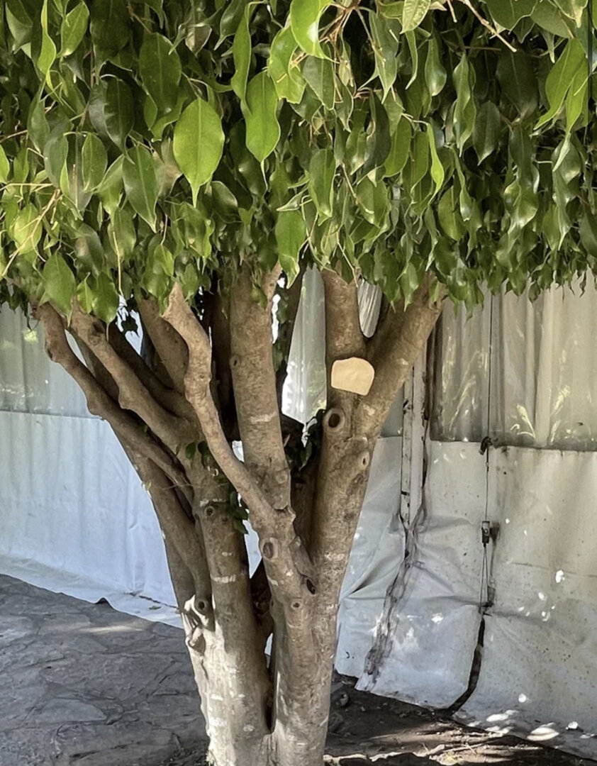 905E3B0D-C80C-4338-B05C-05A6A6ED2687.jpeg